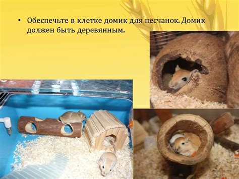 Песчанки. Песчанка монгольская - презентация онлайн