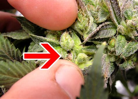 How to Make Feminized Cannabis Seeds at Home | Grow Weed Easy