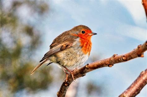 Premium Photo | Robin sitting on a branch