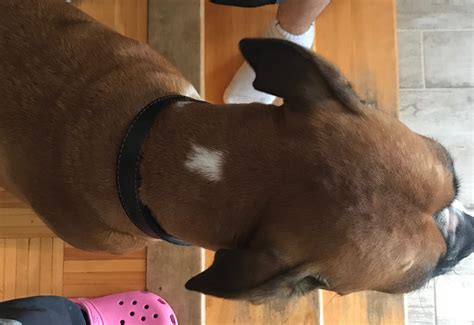 hi met dog face is swollen since yesterday i want to now what to do. I gave her benadryl and it