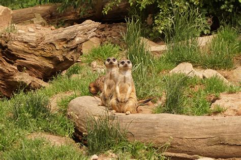 images wilderness wildlife zoo mammal fauna animals