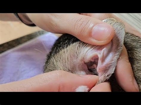 Gato Coçando Orelha E Balançando A Cabeça - Gato coçando a orelha e balançando muito a cabeça - YouTube