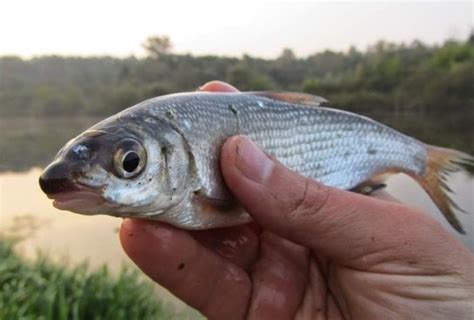 Рыбы Балтийского моря - виды рыб с фото и названиями, хищные и опасные рыбы