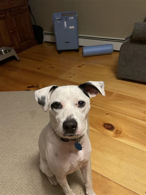 Jack Russell Pointer Mix Jack Russell Terrier And Hound Mix Breed Dog