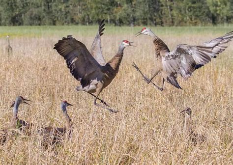 Sandhill Crane Behavior - AnimalBehaviorCorner