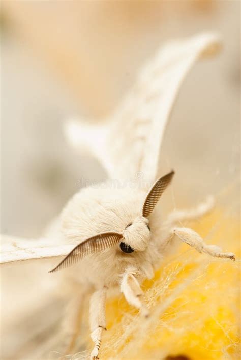 bombyx mori stock image image  nature macro butterfly