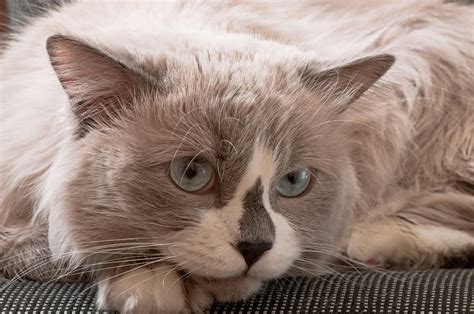hcm in cats treatment 5
