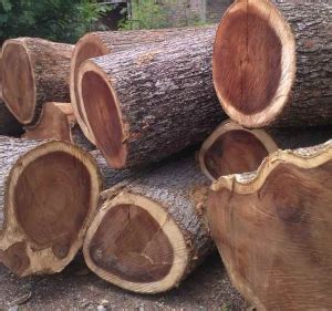 Saman Wood Logs (Rain Tree) Buy Online At Best Price