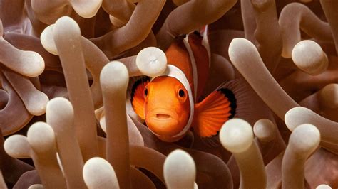 Tiere in Symbiose: So helfen sie sich gegenseitig in der Natur | STERN.de