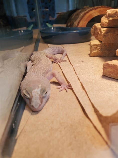 I behold to you my teachers lizard named Frog : r/Eyebleach