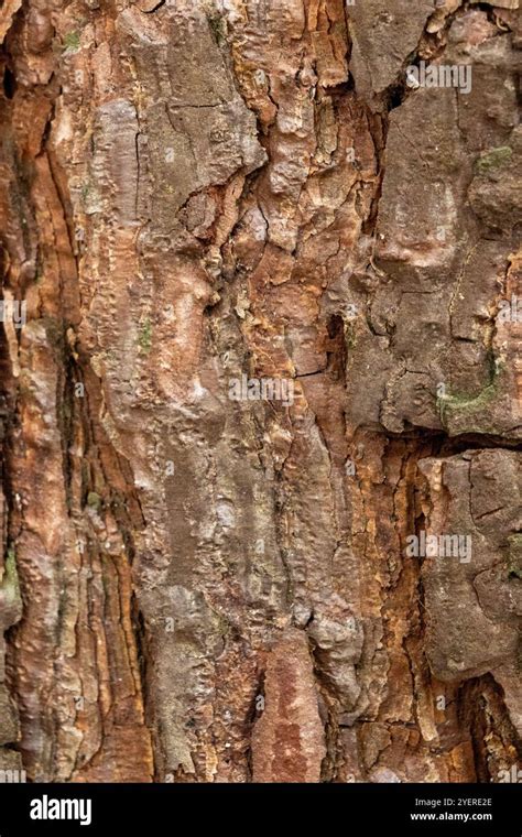 timbering process  res stock photography  images alamy