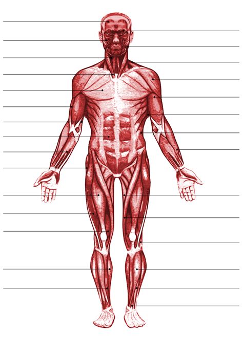 File:Muscular system.png - Wikimedia Commons