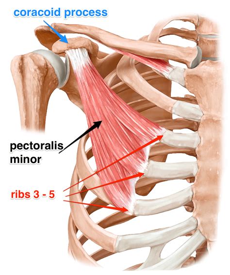 pectoralis muscle anatomy musculus pectoralis major aufbau und