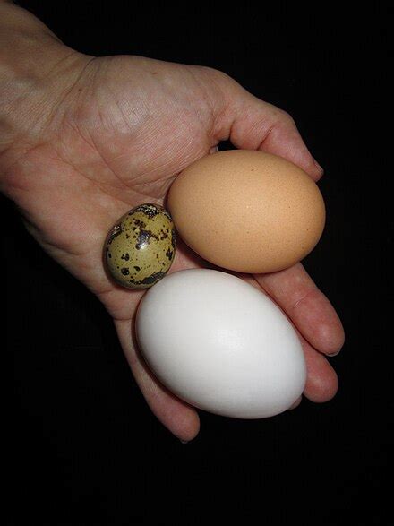 Quail eggs - Wikipedia
