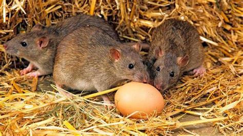 O Que Os Ratos Comem - Alimentação do Rato: O Que Eles Comem? | Mundo Ecologia