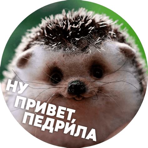 Набор стикеров «Упоротые ёжики» — 40 штук, 345066 установок. Добавьте ...