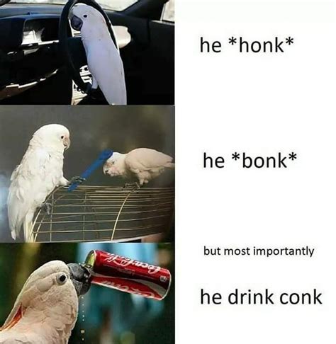 40 Funny Birb Memes – FunnyFoto