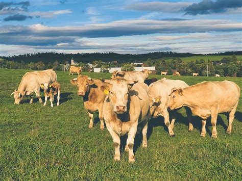 herd  cows  stock photo public domain pictures