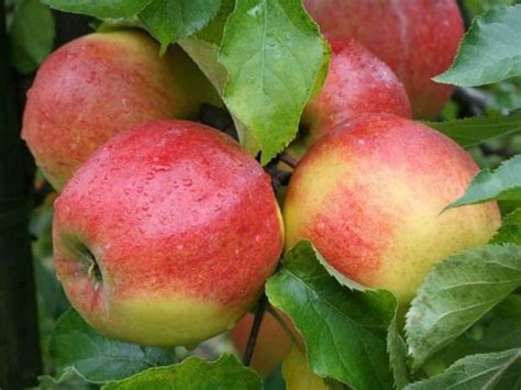 Джонаголд яблоня: описание сорта, отзывы, урожайность, фото, стоит ли ...