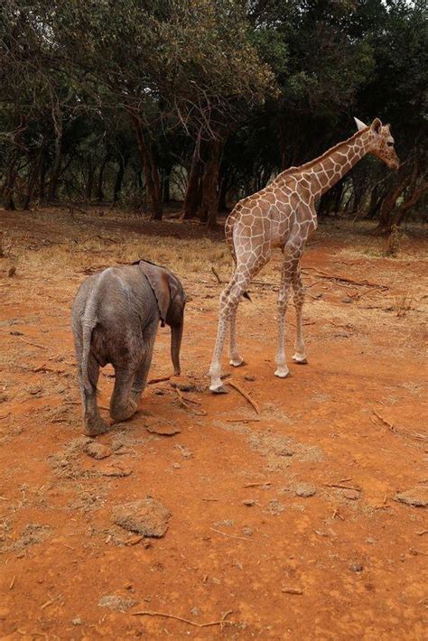 Cute baby elephant and giraffe buddies rare relationship : r/aww