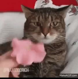 Cat Rose GIF - Cat Rose Realization - Discover & Share GIFs