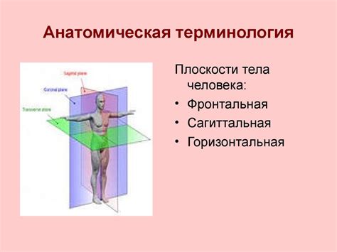 Органы и системы органов. Анатомическая терминология - презентация онлайн