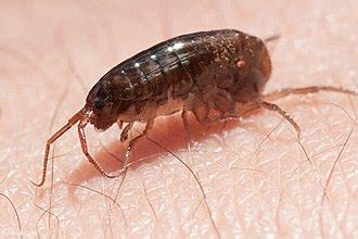 arcitalitrus sylvaticus wikipedia