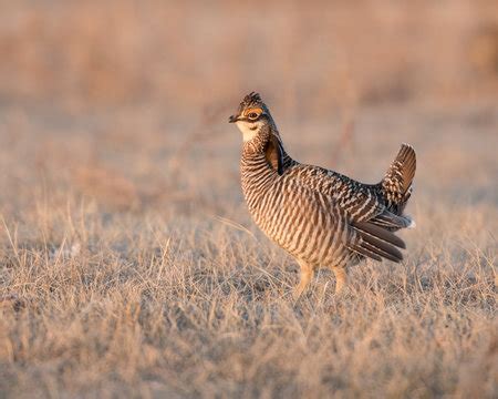 "Prairie Chicken" Images – Browse 413 Stock Photos, Vectors, and Video ...