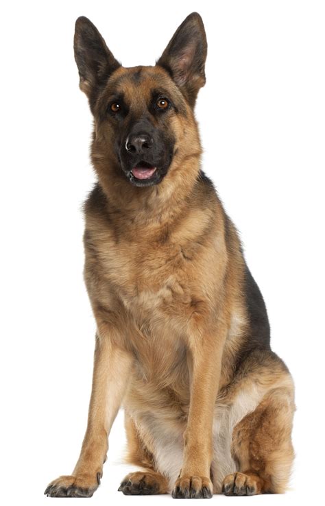 Complete guide explaining all the german shepherd types available 39