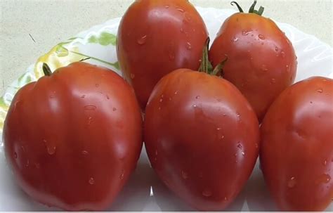 Мясистый -сахаристый - это не только характеристика помидор, но и их ...