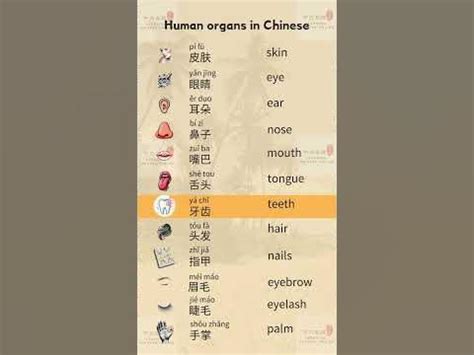 human organs  chinese chinesemandarin learning youtube