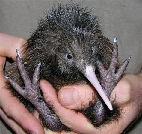 Kiwi Animal Cute