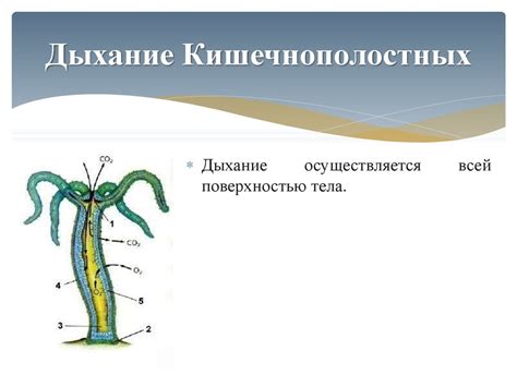 Тип Кишечнополостные - презентация онлайн