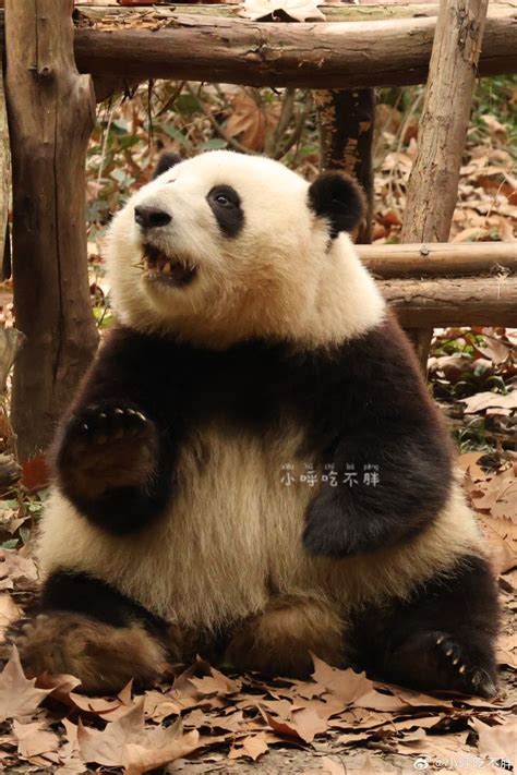 Panda HeHua | Gấu trúc, Gấu