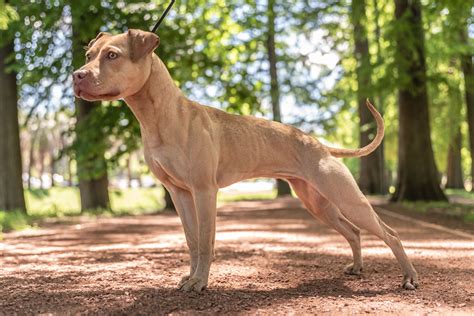 Pin on APBT Game