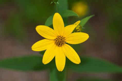 Helianthus divaricatus (Woodland sunflower)