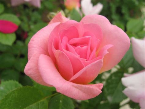 роза Marie-Victorin Канадские розы из питомника Blomqvist Plantskola ...