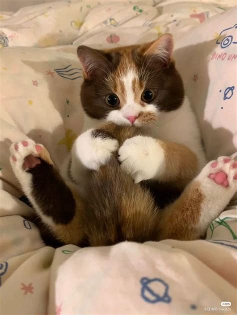 𝚂𝚊𝚟𝚎🪐𝙵𝚘𝚕𝚕𝚘𝚠 :• | Mascotas bonitas, Erizos mascota, Gatitos adorables