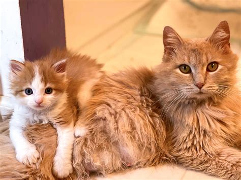 Mobile adoption buses will soon bring adoptable kittens near me 5