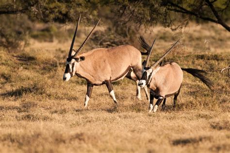 Mountain Zebra | Mostly Birding