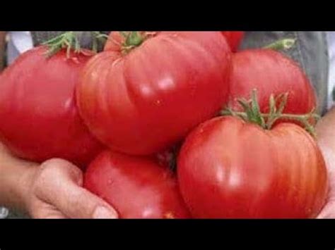 ТОМАТЫ - эти сорта плодоносят до снега)) - YouTube