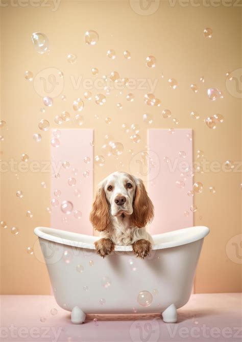 Cute English Cocker Spaniel dog in a small bathtub with soap foam and bubbles, cute pastel