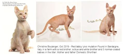 HAIRLESS CATS