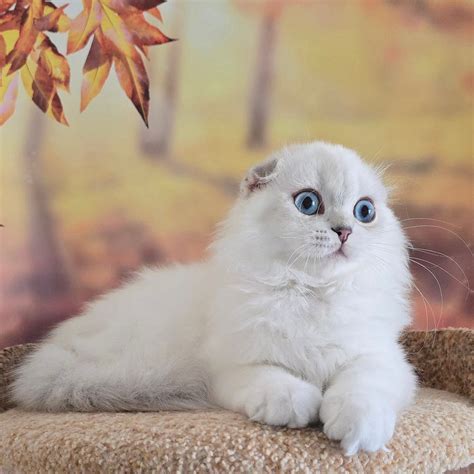 G2-2025 - Royal Scottish Fold Cattery - Scottish Cats and Kittens