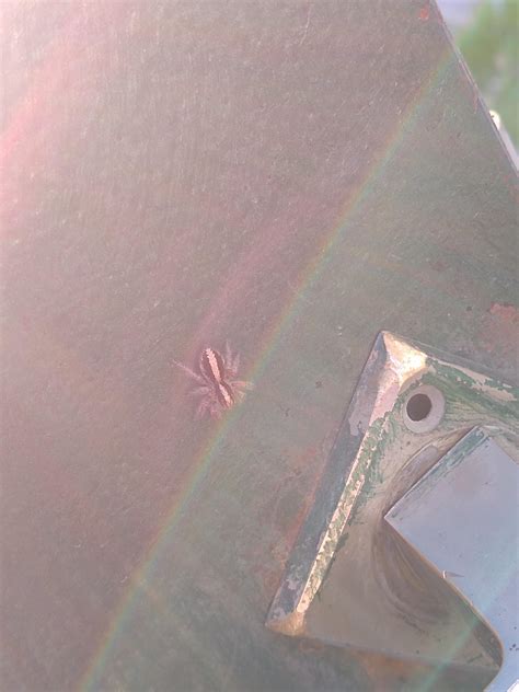 Want to know what specie is this,saw it today and couldnt find what