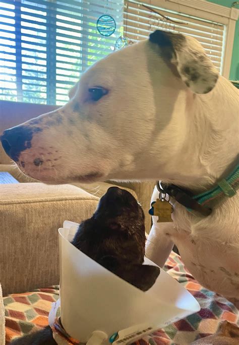 New foster Baby Phillip learning the ropes from foster girl Jacey & my babies Fen Chicken
