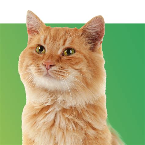 Shop Products for Cat | Cat Products – Zamzows store