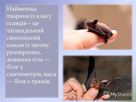 Презентация на тему: "Як відомо, ссавці – це тварини, які годують своїх ...