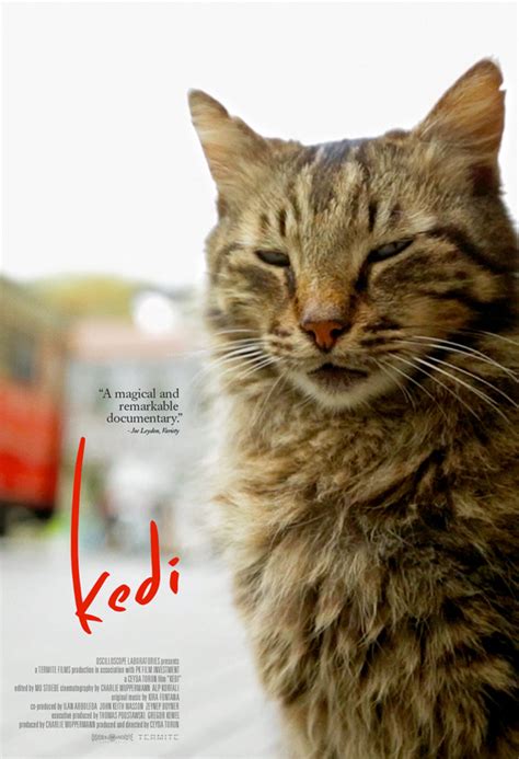 Kedi (2017) Movie Trailer | Movie-List.com