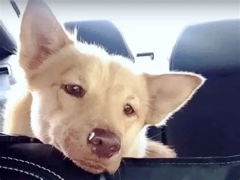 Mini Husky Watched Puppies Get Adopted As She ‘Prayed’ For Home Of Her ...